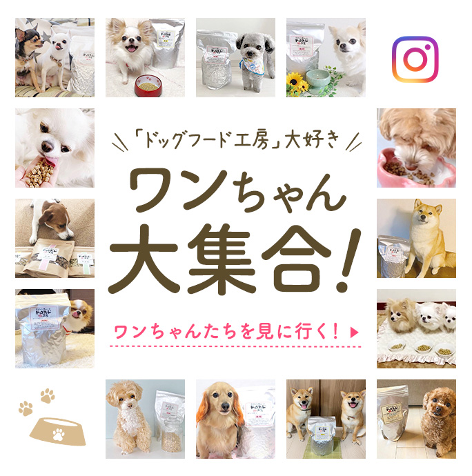 「ドッグフード工房」大好きワンちゃん大集合！